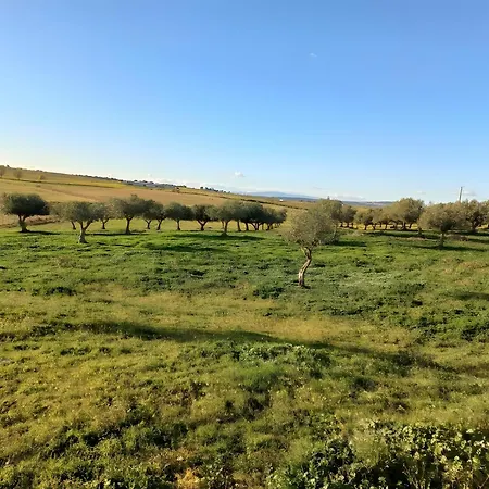 Oliveiras Idanha-a-Nova