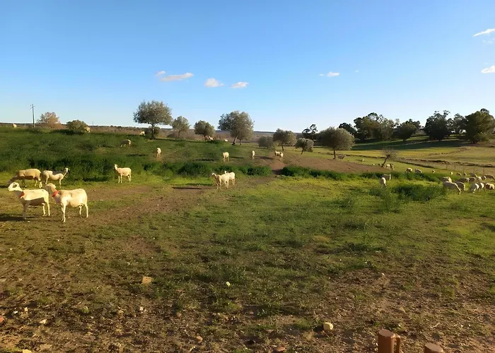 Oliveiras Lejlighed *