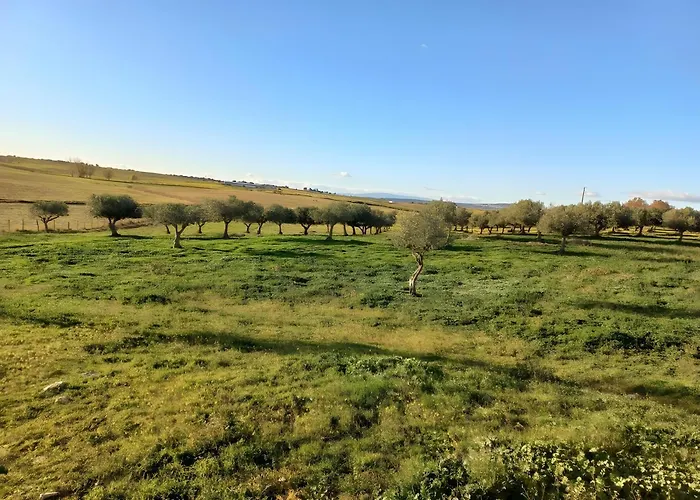 Oliveiras Idanha-a-Nova